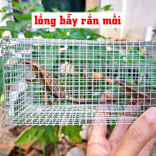 bán bẫy rắn mối