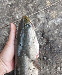 lưỡi câu cắm cá lóc