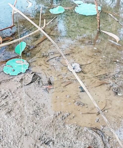 cần câu cắm ếch dạng câu treo