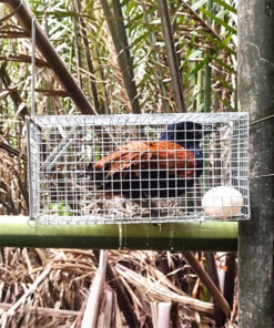 lồng bẫy chim bìm bịp giá rẻ