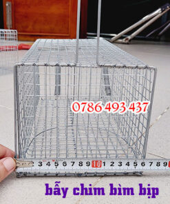 bẫy chim bìm bịp ship hàng toàn quốc