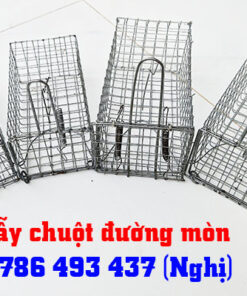 bẫy chuột đường mòn