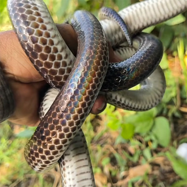 mồi bẫy rắn các loại hiệu quả