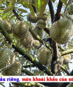 Sóc Phá Hoại Sầu Riêng