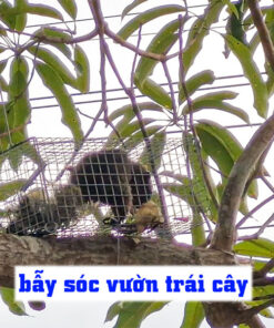 Sóc Phá Hoại Sầu Riêng cách bẫy