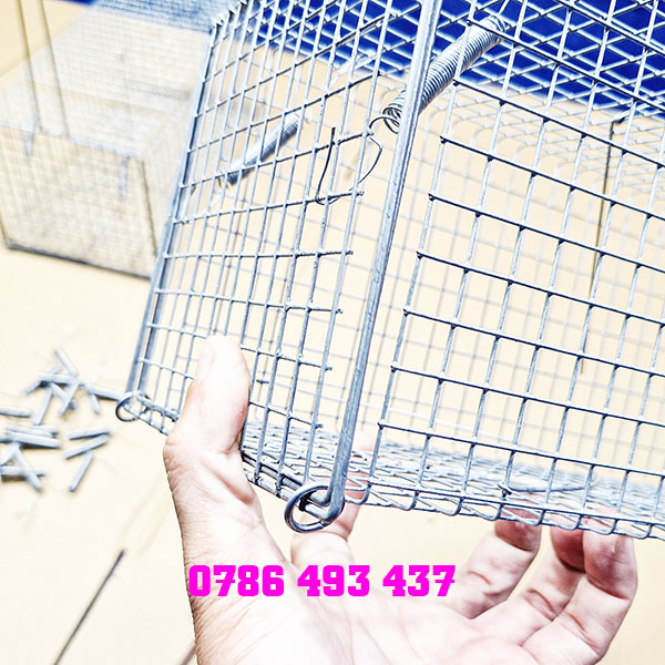 bẫy chuột cống size lớn khoen chống sẩy