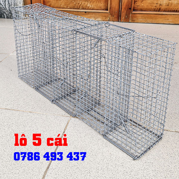 bẫy chuột cống ở Hà Nội uy tín