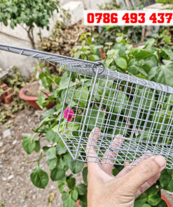 Mua bẫy chuột cống ở Hà Nội giao hàng toàn quốc