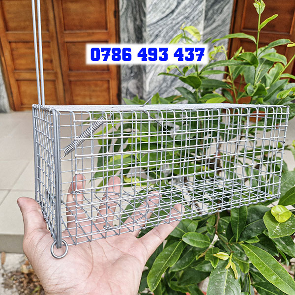 Mua bẫy chuột cống ở Hà Nội uy tín, giá rẻ