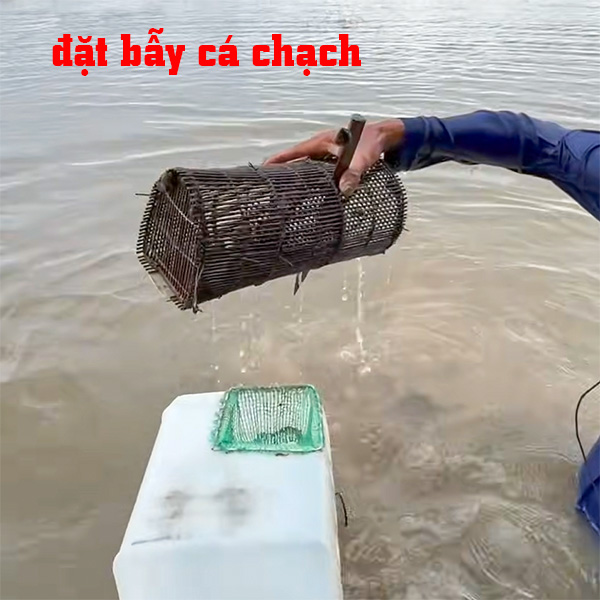 cách bắt cá chạch đồng đơn giản