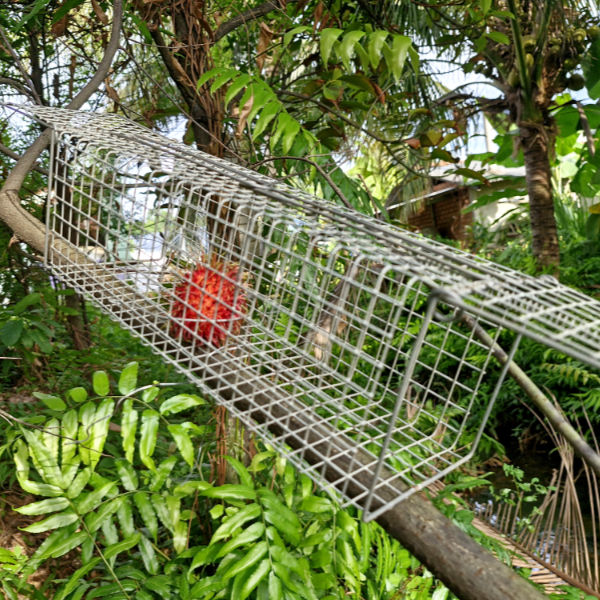 bẫy sóc 2 cửa vào hiệu quả